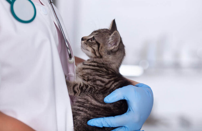 Кастрація і стерилізація: що обрати й на що звернути увагу