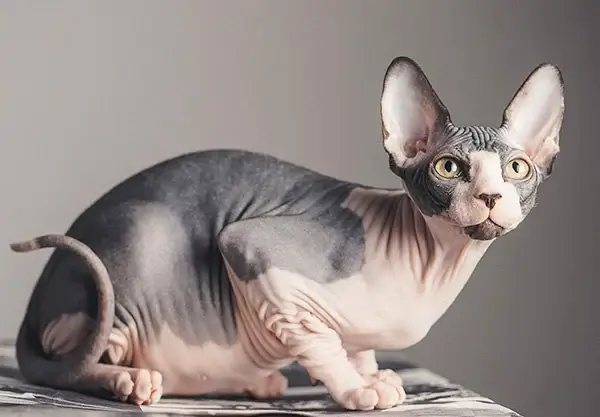 Чим хворіють сфінкси? 